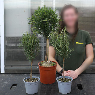 Rosemary on stem